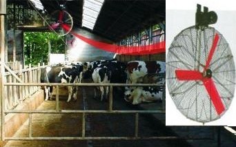Ventilator ferme vaci